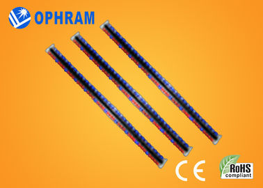 ความสว่างสูง IP65 เอพิสตาสีแดงและสีน้ำเงิน LED เติบโตไฟกับ CE / RoHS