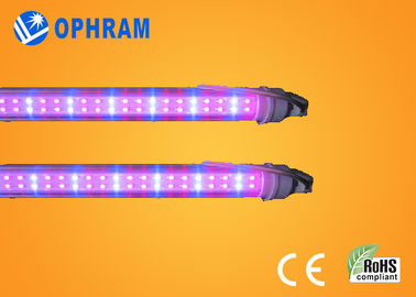 50Hz / 60Hz 230V / 240V เต็มสเปกตรัม LED เติบโตไฟสำหรับผัก