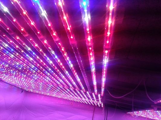 G13 พืช LED เติบโตไฟสีแดงและสีน้ำเงินไฮโดรโปนิเกษตรเรือนกระจก